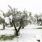 Beautiful Olive trees in an olive grove in the snow, Apulian landscape after a snowfall, unusual cold winter in Salento, Avetrana, Italy